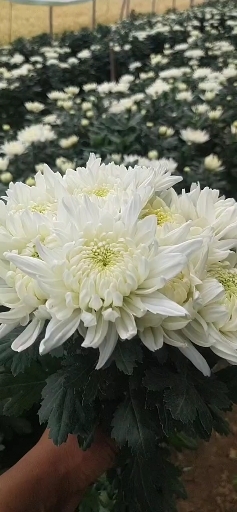 新沂市黄白菊