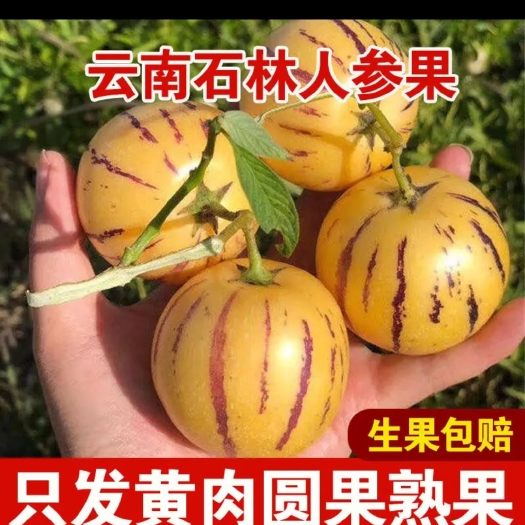 石林县云南石林人参果