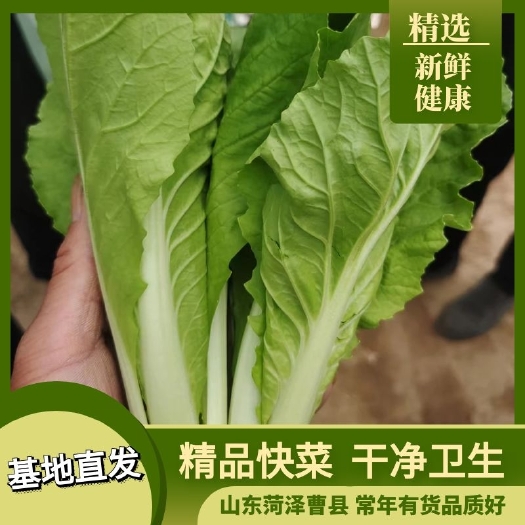 曹县精品快菜 常年有货 物流完善，常年有货