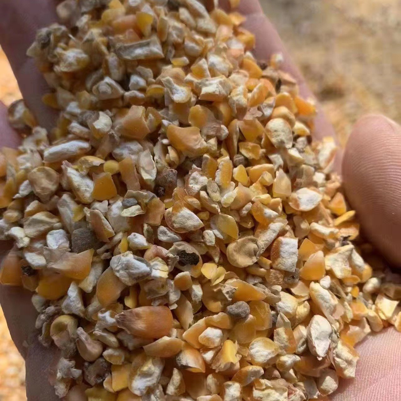 郓城县碎玉米，大量现货一手货源，无沙无士无霉变，是养殖的