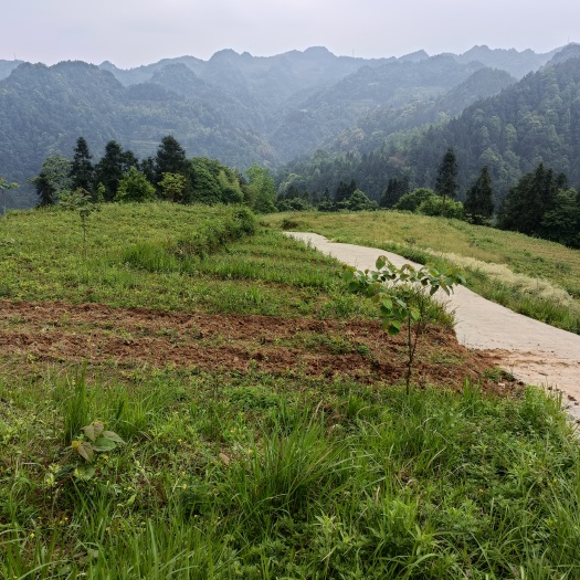 秀山重庆秀山梅江镇520亩药材，蔬菜，果树，茶叶，种植用地出zu