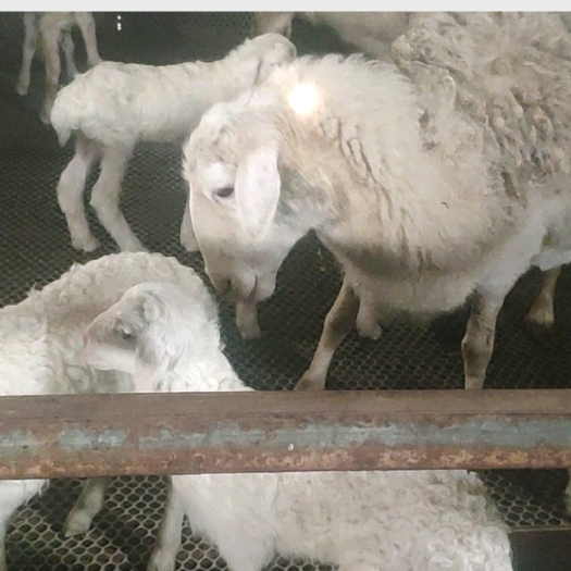 新郑市头胎二胎湖羊整群出售可挑选
