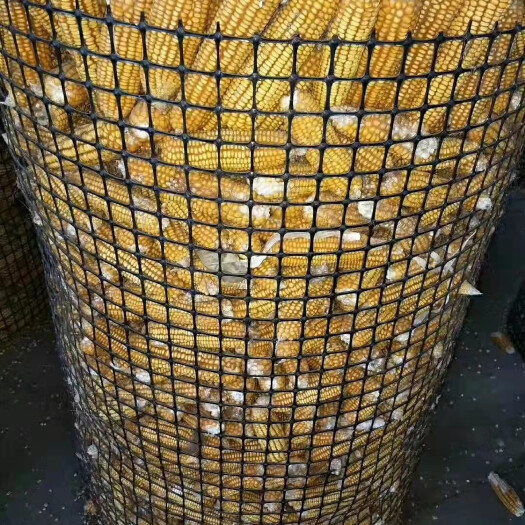 安平县玉米架子专用塑料格栅网@圈玉米网塑料格栅@土工格栅圈玉米网