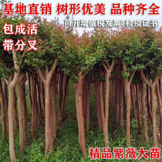 沭阳县室外耐寒耐热红花紫薇树苗红火箭紫薇花苗红火球百日红浓香型镇宅