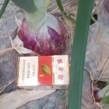 襄汾县红皮洋葱紫皮洋葱