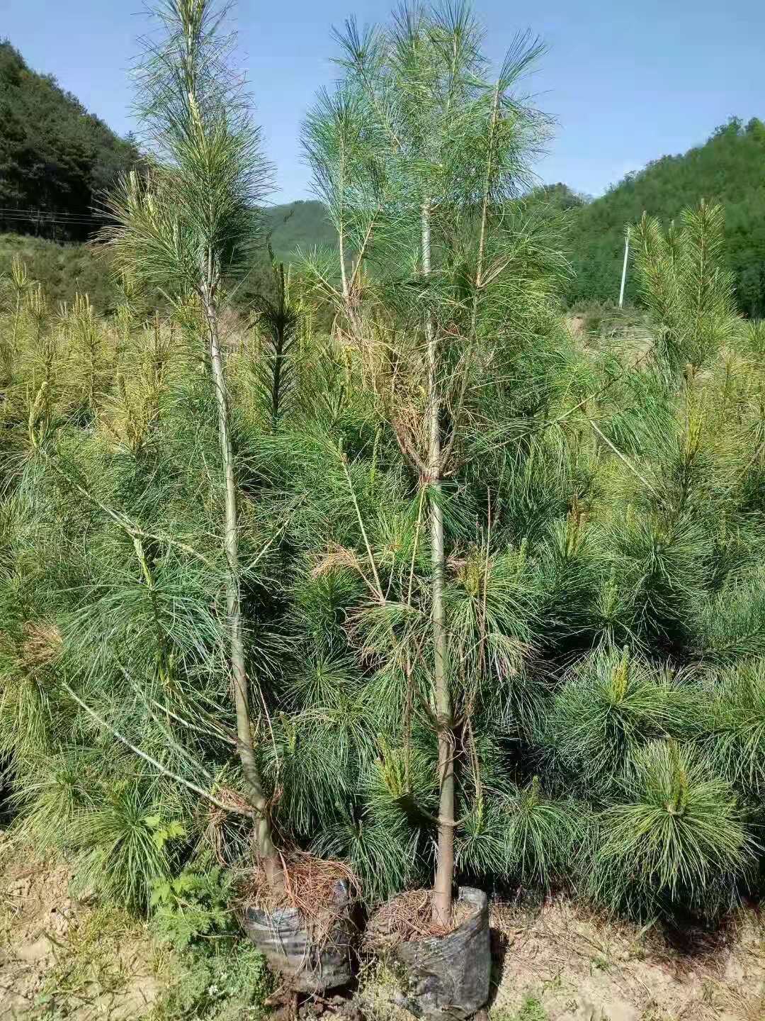 华山松，华山松容器苗，杯苗，地苗，各种规格