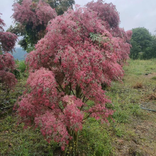 全州县自家苗圃袋苗红枫树直销