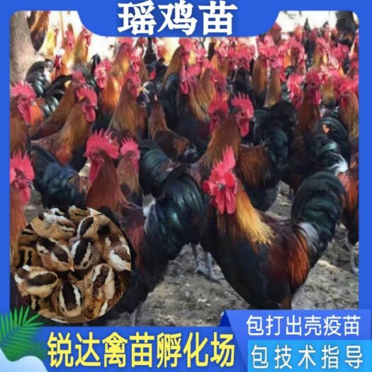 南宁瑶鸡苗