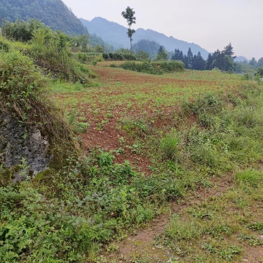 秀山秀山县兰桥镇230亩红沙种植用地300一亩，道路到土地，水源