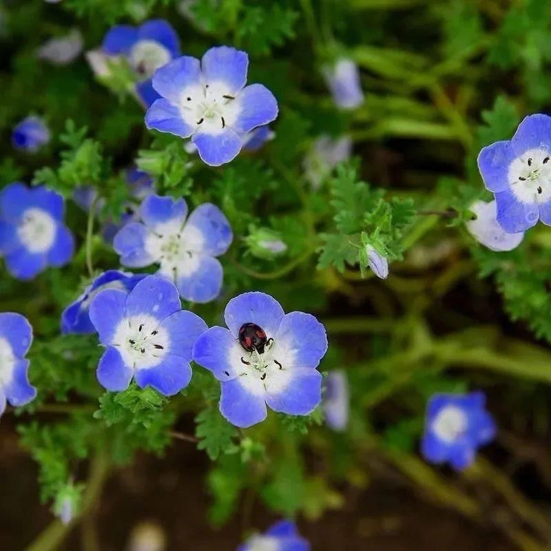 婆婆納種子，多年花花卉種子易種室內(nèi)陽臺綠化花卉種子批發(fā)