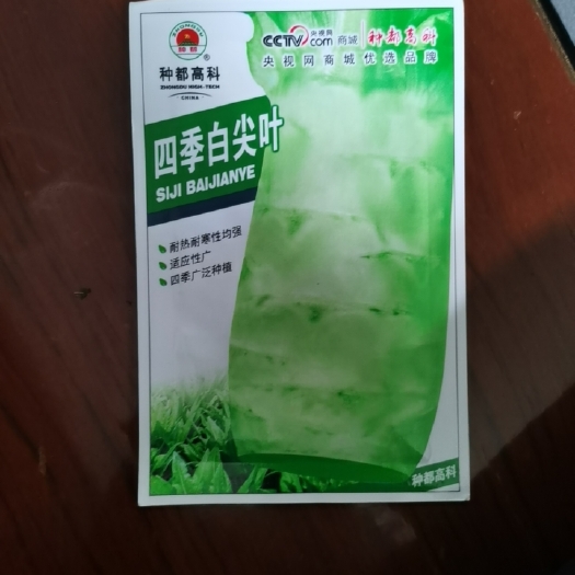 汕头四季白尖叶莴苣种子