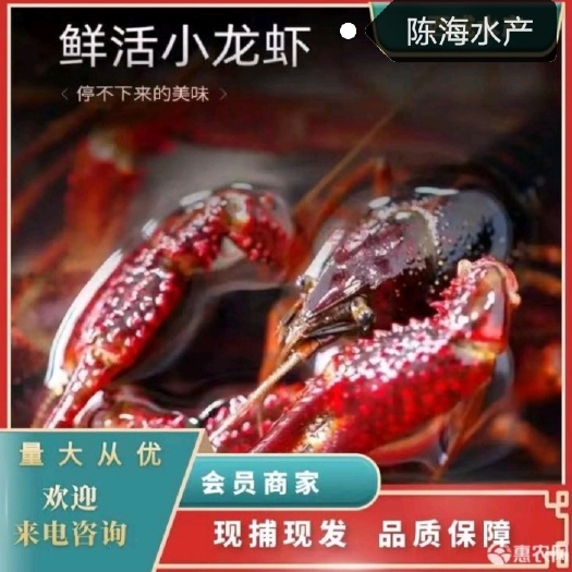 当涂县精品小龙虾出售，各类规格齐全，支持视频开箱验货线上担保