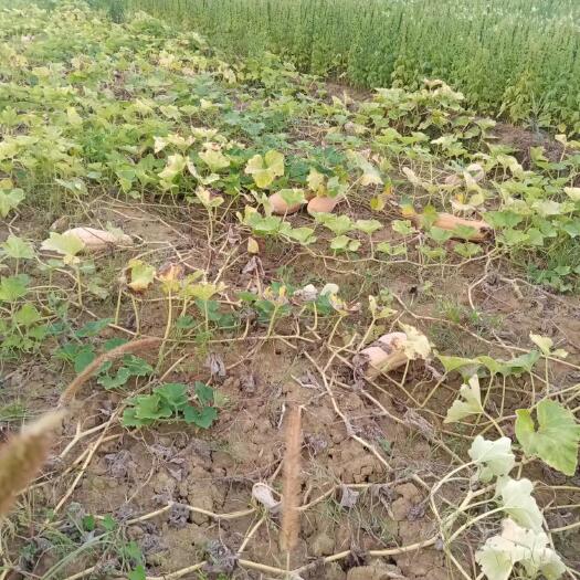 富川县大量农户种植的香芋南瓜蜜本南瓜既将上市。欢迎各地老板采购。