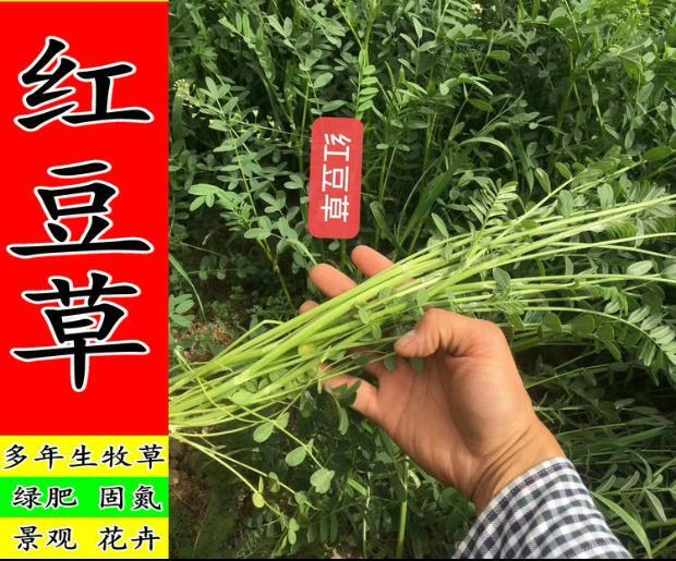 沭阳县红豆草种子护坡草耐寒耐旱盐碱草籽牧草观赏保土绿肥兼用新型种子
