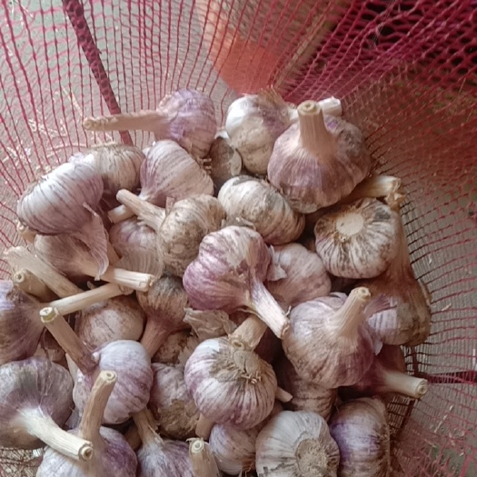 巨野县一级紫皮大头蒜