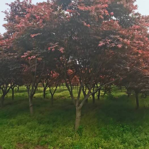 日本红枫，红枫大量供应