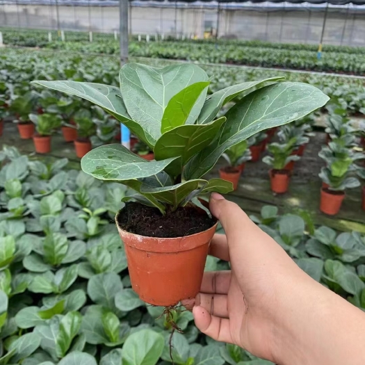 广州芭比榕，35盆一件，单株…