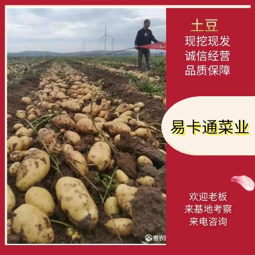 通许县黄心土豆  精品V7 大量上市 可视频看货