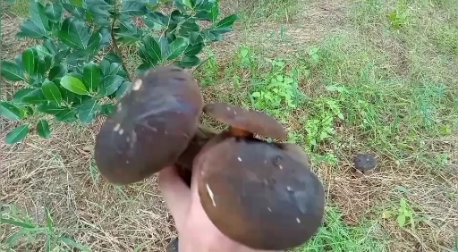 景洪市牛肝菌 野生牛肝菌 新鲜野生牛肝菌