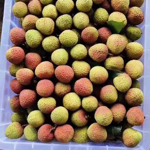 阳西县阳西产地妃子笑大量上市了，欢迎老板订购