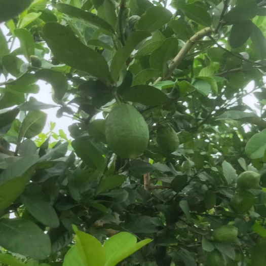 广州广东香水柠檬