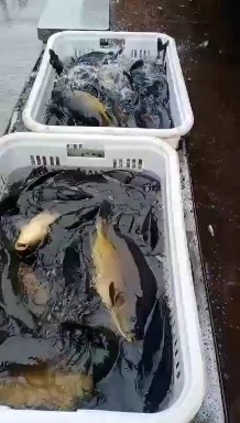 宽甸县适合放钓，大水面活水网箱养殖