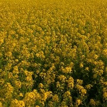 衡油6号油菜种子