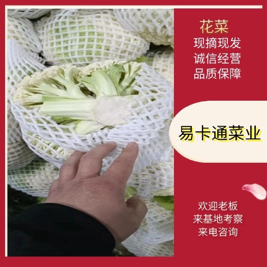 白花菜花  青梗有机散花
