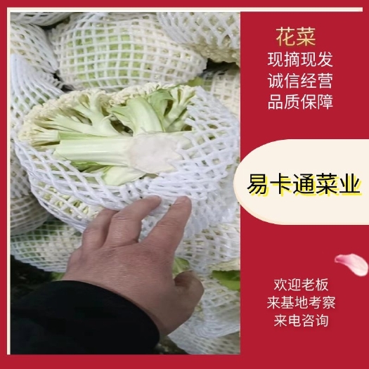 瑞安市白花菜花  青梗有机散花