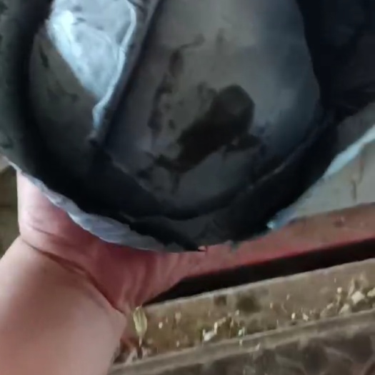 邯郸我处紫甘蓝大量上市各种蔬菜