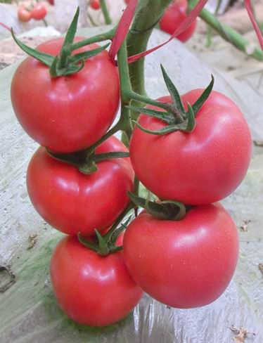 莘县粉红西红柿：色泽为粉红色，近圆球形，肉汁比较紧，口感有点绵。