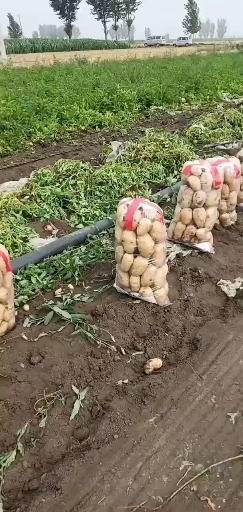 玉田县黄心土豆