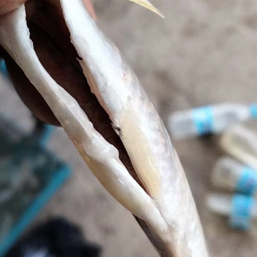 马口大嘴白鱼