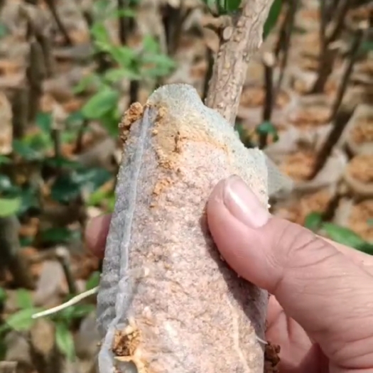 灵山县两面针苗