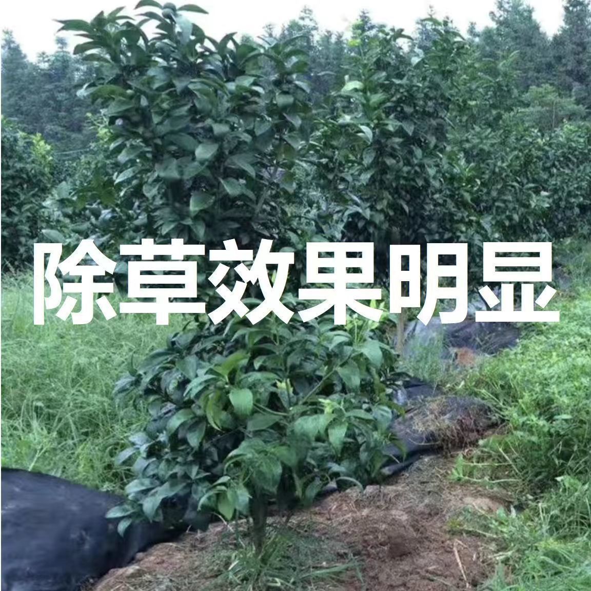 防草布单片地布开口打孔除草布盖草抑草透气保湿可降解果树果园