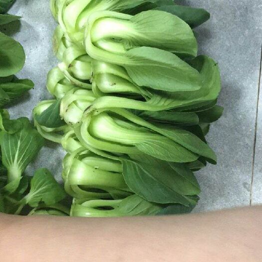 青岛精品小油菜上海青