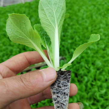 昆明白菜苗抗根肿、菜型好、商品价值高、耐运输，市场表现好