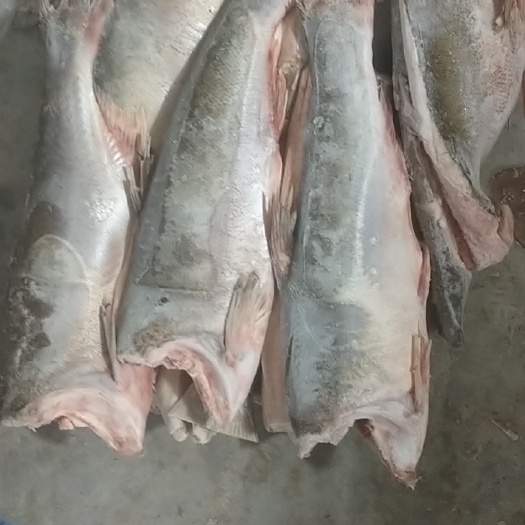 阳春市白鲢鱼