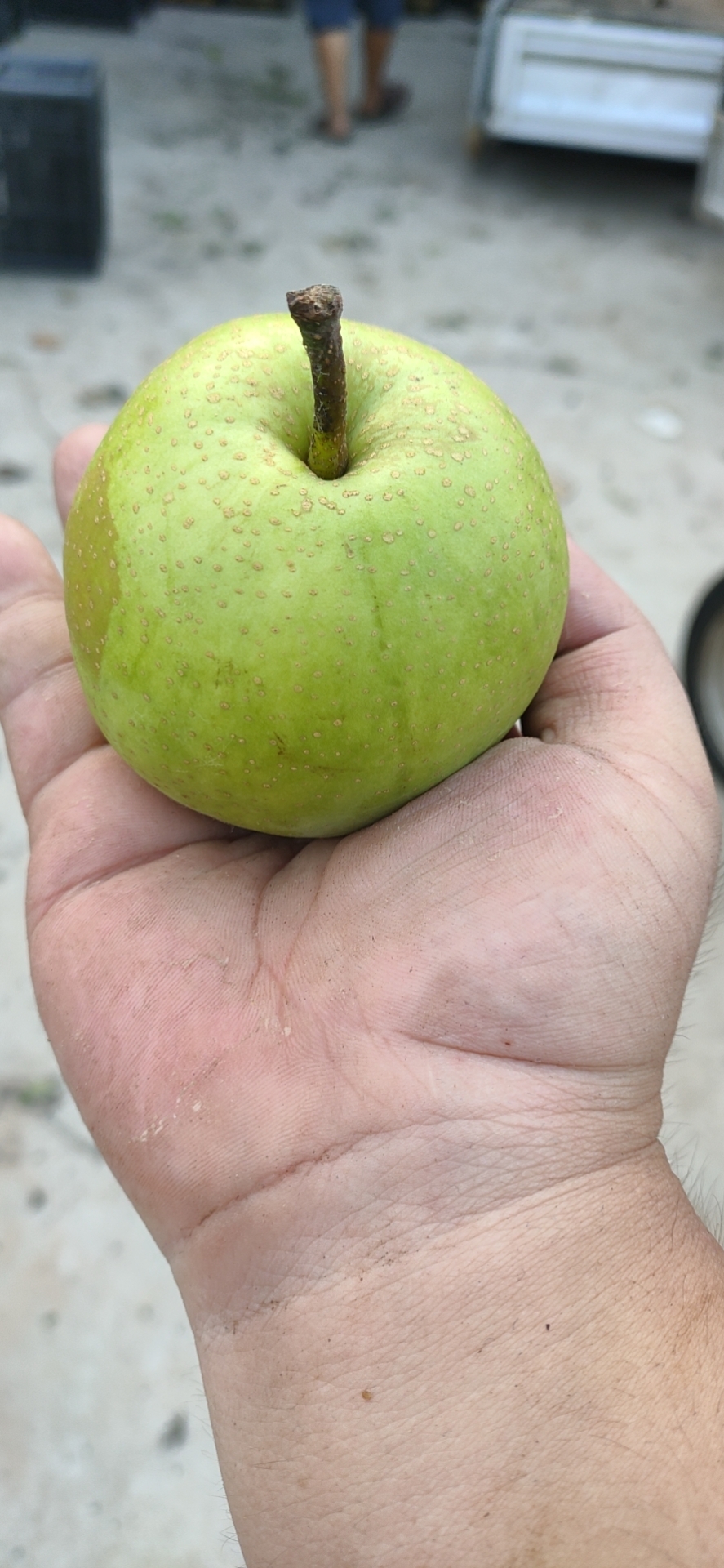 翠玉梨，翠冠梨