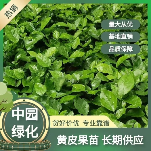 野生山黄皮苗 黄皮果芽苗
