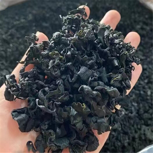 裙带菜 干货海藻海木耳螺旋藻海带海草海裙菜
