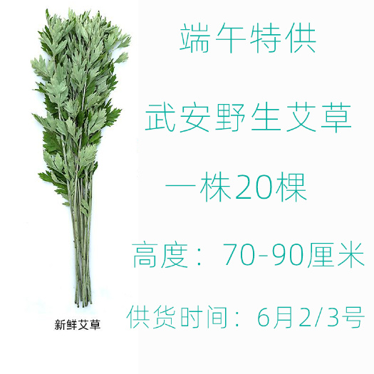 武安市小叶艾，采摘难度大