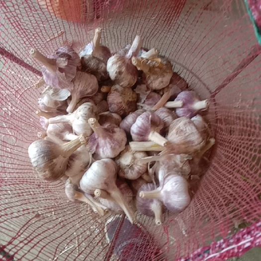 巨野县大个紫皮蒜
