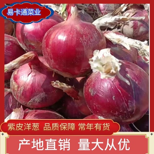 通许县二红洋葱紫皮洋葱供应各大商超批发市场产地直发一手货源