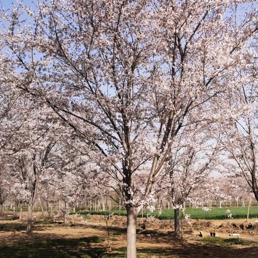 染井吉樱花