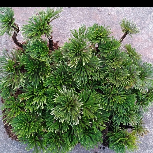始兴县卷柏 还魂草不死草复话草卷柏假山吸水石造景阳台办公桌丁楼顶