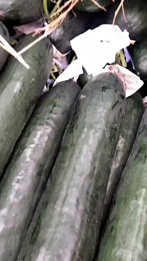 扶绥县广西扶绥黑皮冬瓜大量上市中，条形色泽光亮，价格便宜欢迎来了解