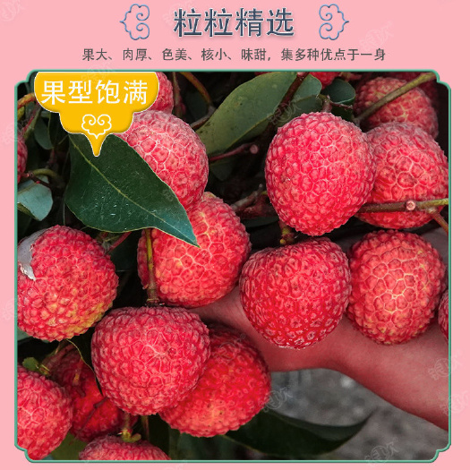 茂名广东省荔枝新鲜现摘现发白糖罂当季整箱包邮