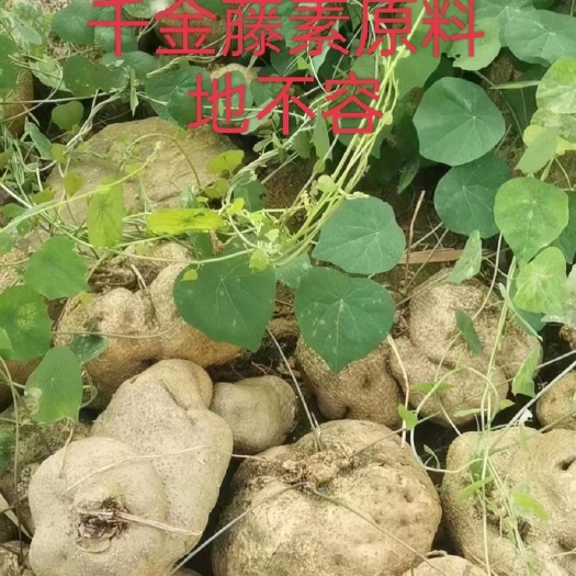 北流市中药材千金藤素原料地不容 整个生品 石琴薯 石蟾鲜蜍品