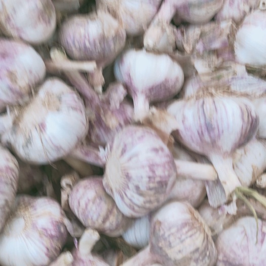 商河县济南大青稞紫皮蒜种